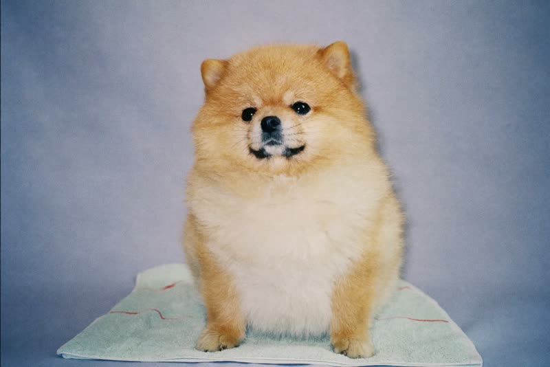 A freshly groomed dog after its appointment