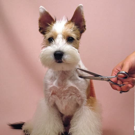 A small dog having its coat trimmed