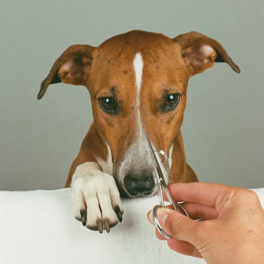 A dog's paw having its nails clipped