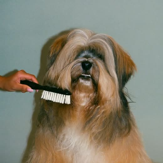 A long-haired dog being brushed out